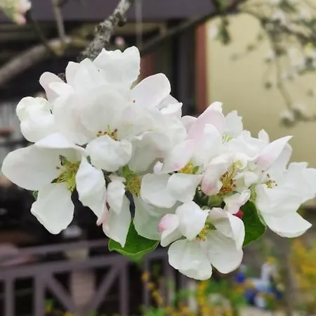 Gorec Деревянный коттедж